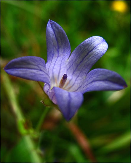 sm 365 Swamp Harebell.jpg - Swamp Harebell (Campanula californica): Classified as rare or threatened by the CNPS.